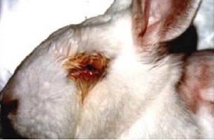 test oculaire sur un lapin